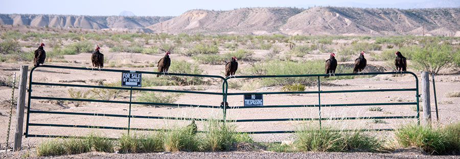 Buzzards on a gate.